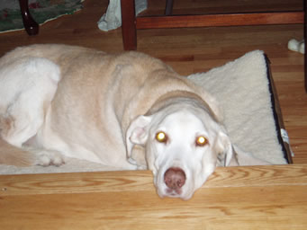 Kelly the dog resting her chin on the stair
