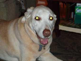 Kelly the dog